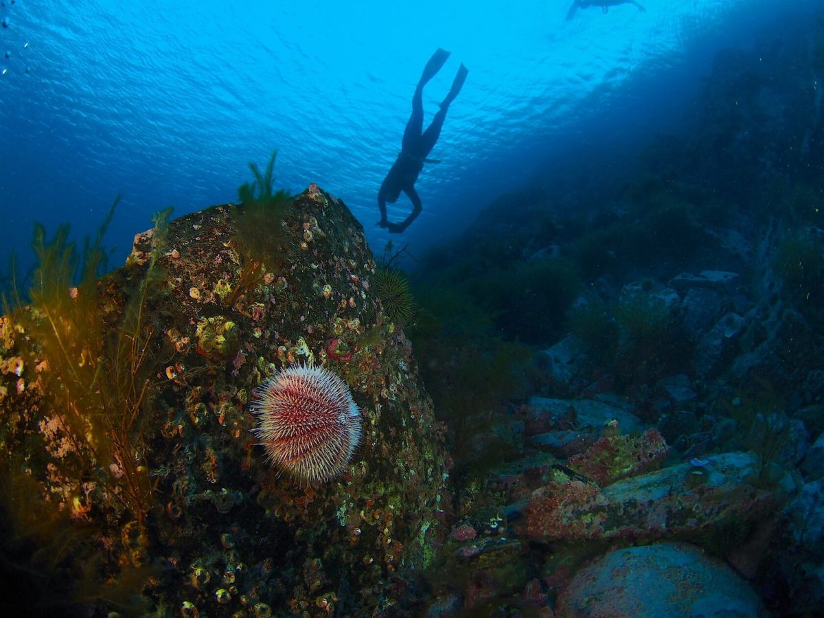 Дайвинг в Охотском море